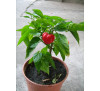 Насіння перцю гострого  Habanero RED